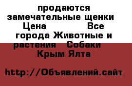 продаются замечательные щенки › Цена ­ 10 000 - Все города Животные и растения » Собаки   . Крым,Ялта